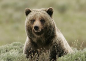 Tom McNamee Defends The Grizzly On NPR and NYTimes