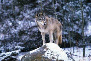 A Slaughter of Wolves Like This Hasn’t Been Seen in a Century